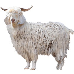 Pashmina Goat